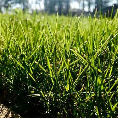 fertilized lawn